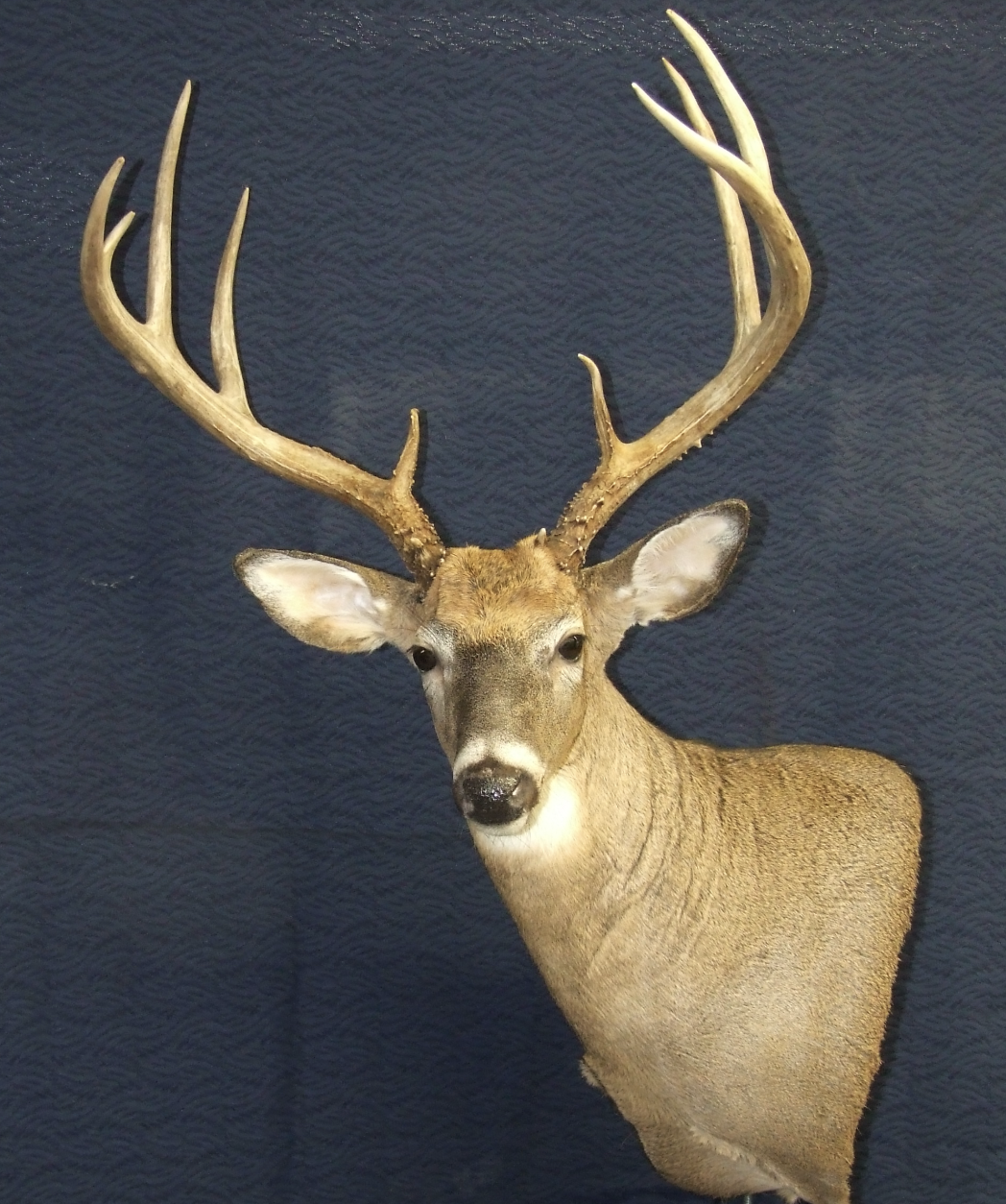 Walker's Touch Of Nature Taxidermy